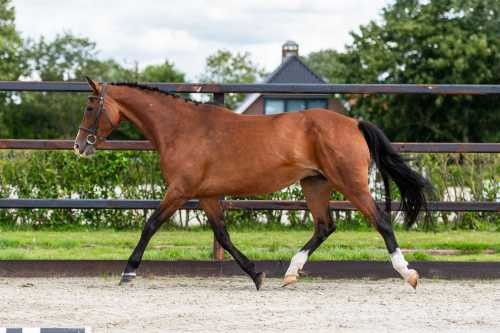 horse
